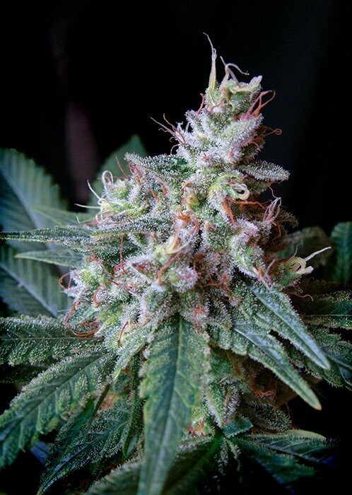 Cream Caramel Feminized (5 Seeds)