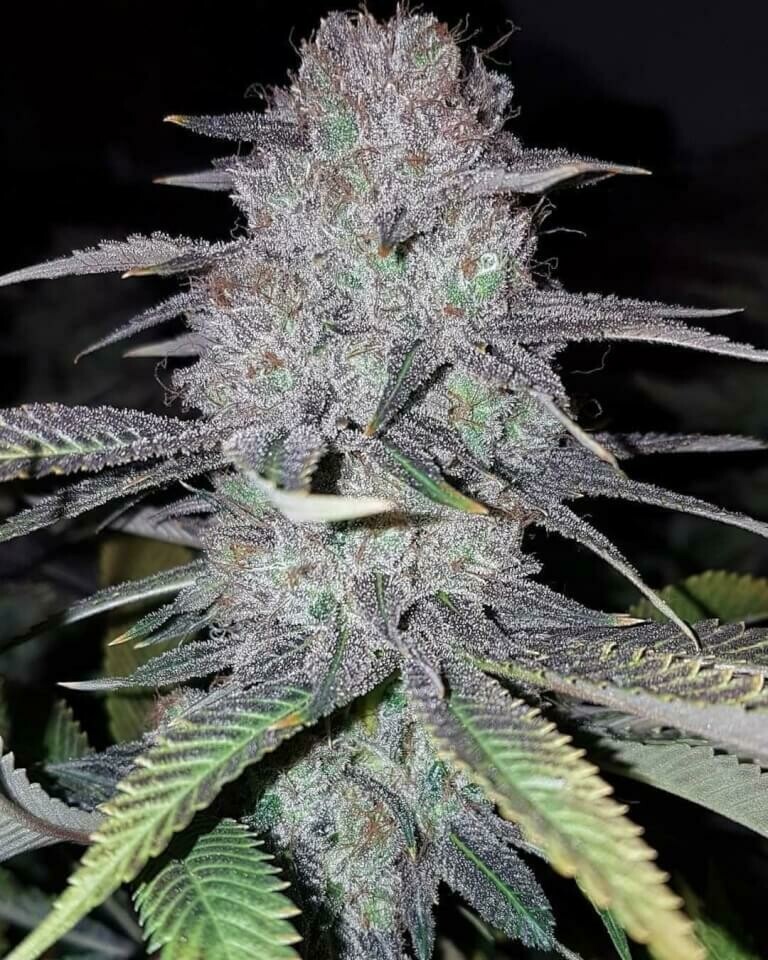 Wedding Cake Feminized (5 Seeds)