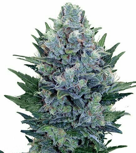 Blue Cheese Feminized (5 Seeds)