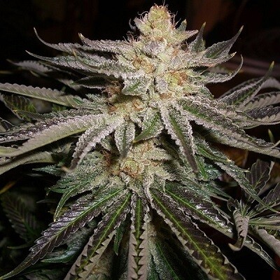 Alien OG Kush Feminized (5 Seeds)