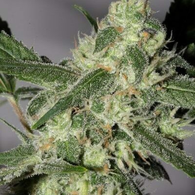 Sugar Haze Regular (5 Seeds)