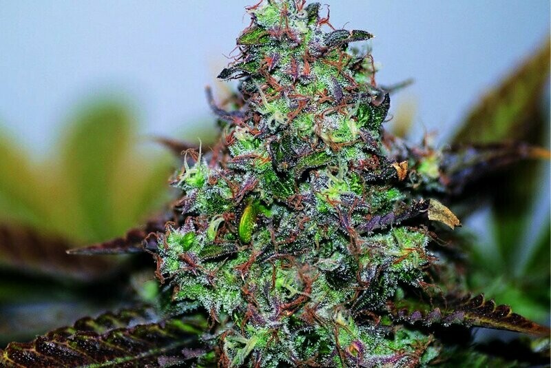 Original Skunk#1 Feminized  (5 seeds)