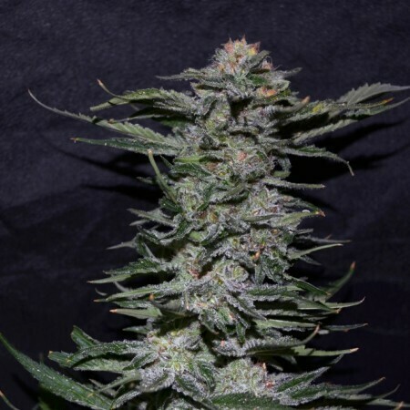 Black Domina Feminized (5 Seeds)