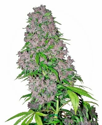 Purple Bud Regular (5 Seeds)