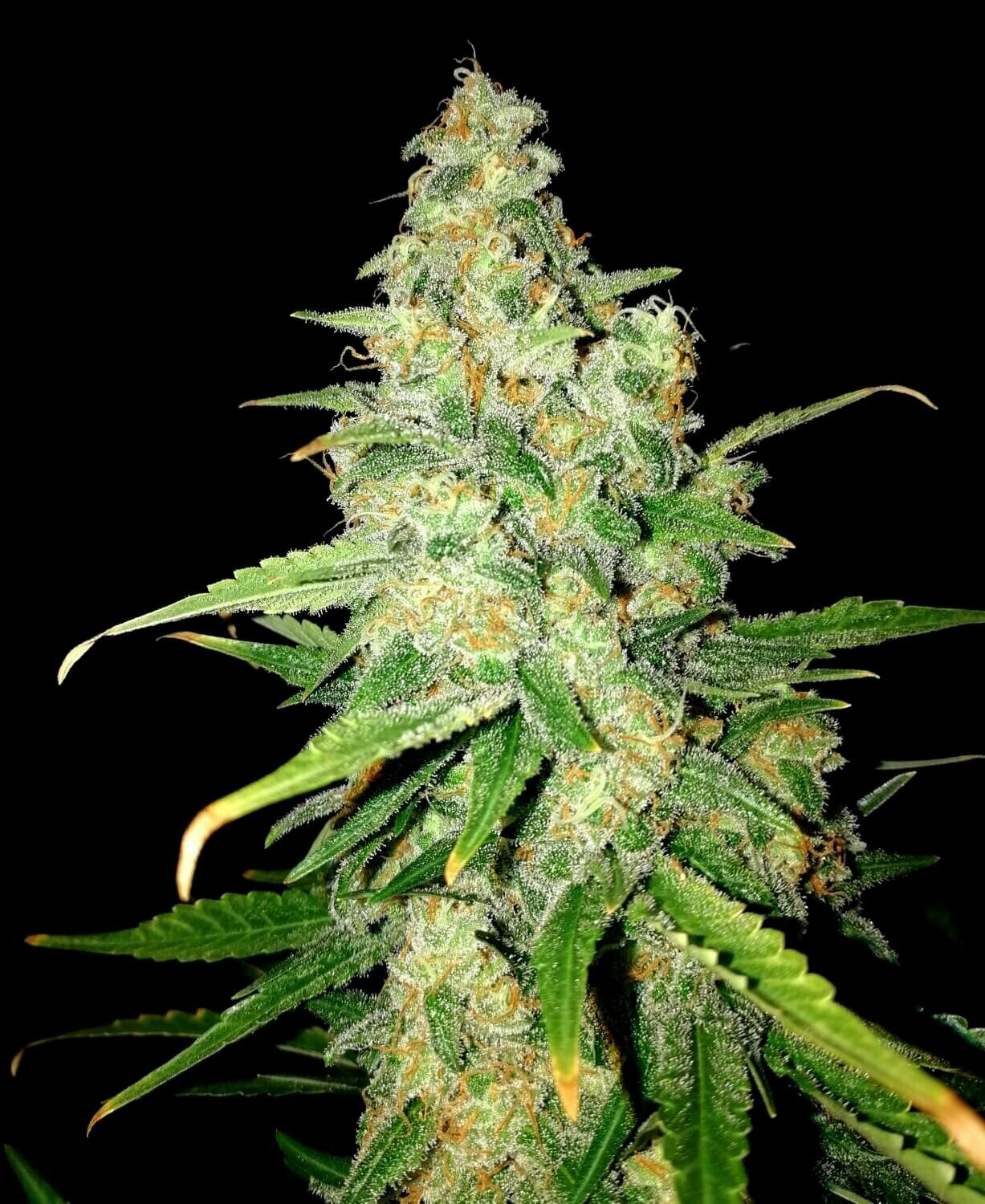 Zkittlez Feminized (5 Seeds)