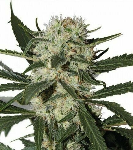 Northern Light Auto Feminized (5 Seeds)