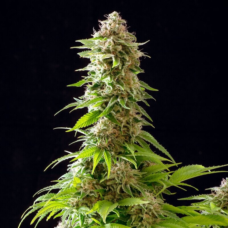 Cookies Haze Feminized (5 Seeds)