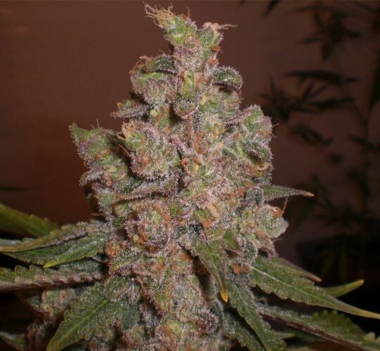 Cheese Auto Feminized (5 Seeds)
