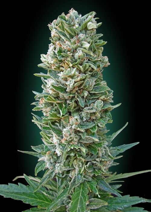 Jack Herer Auto Feminized (5 Seeds)