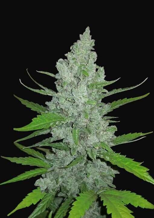 Diesel Auto Feminized (5 Seeds)