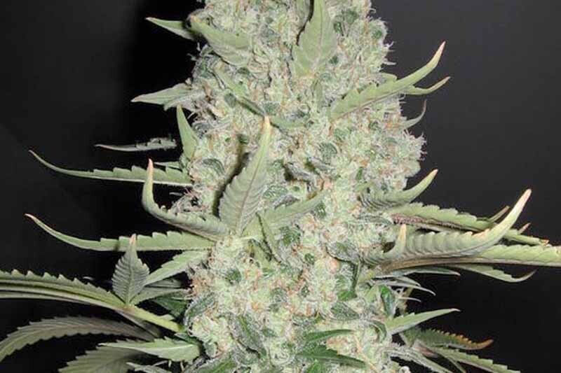 Big Bud Auto Feminized (5Seeds)