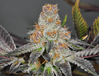 Girl Scout Cookies Feminized (5 Seeds)