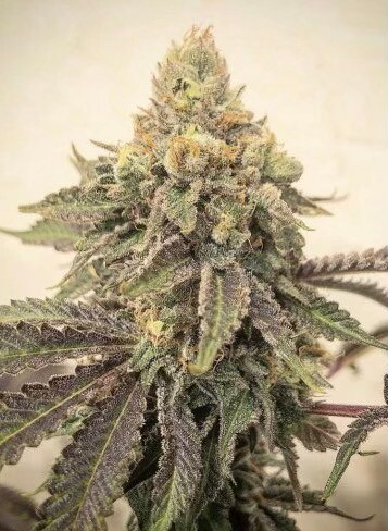 Skywalker OG Feminized (5 Seeds)