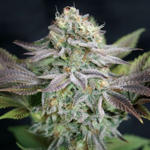 Blue Dream Feminized (5 Seeds)