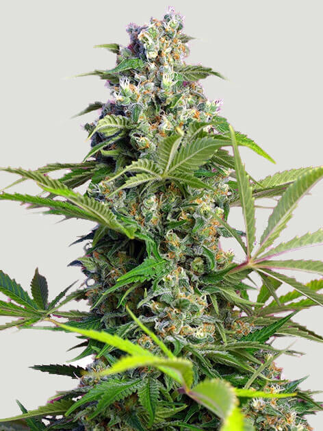 Gorilla Cookies (fast) Feminized (5 Seeds)