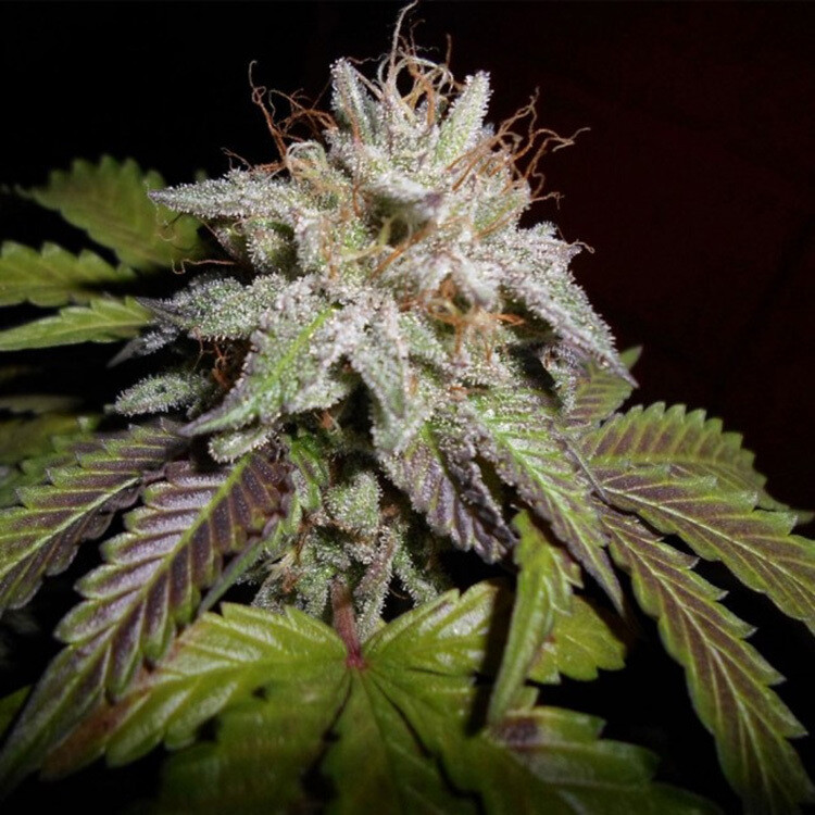Sherbet (fast) Feminized (5 Seeds)