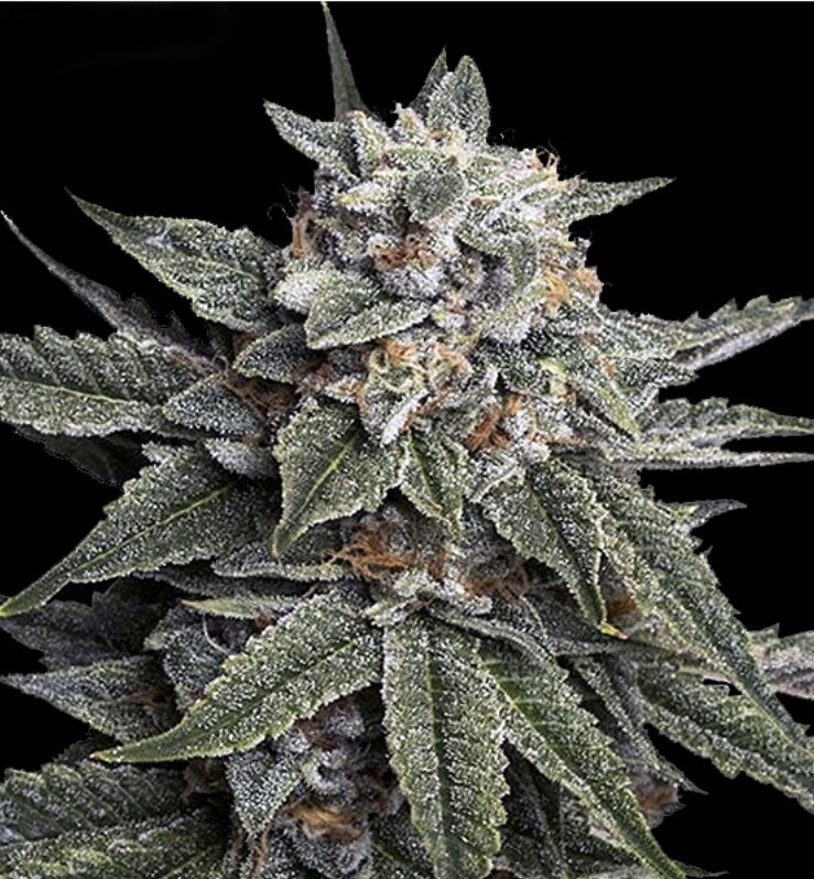 Strawberry Banana (fast) Feminized (5 Seeds)