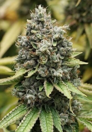 Sour Diesel Feminized (5 Seeds)