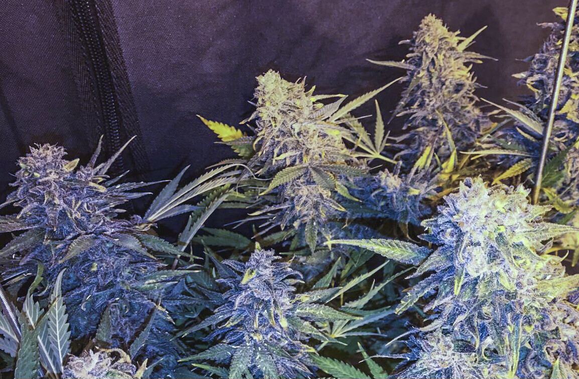 C-99 x Blueberry (fast) Feminized (5 Seeds)