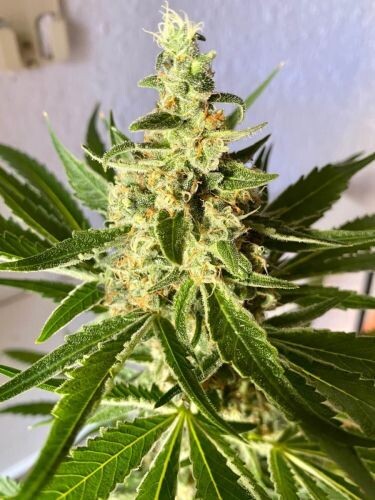 Amnesia (fast) Feminized (5 Seeds)