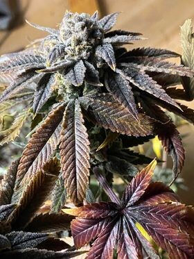 Sunset Sherbet Feminized.  (5 Seeds)