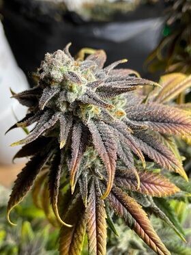 Purple Punch Feminized (5 Seeds)