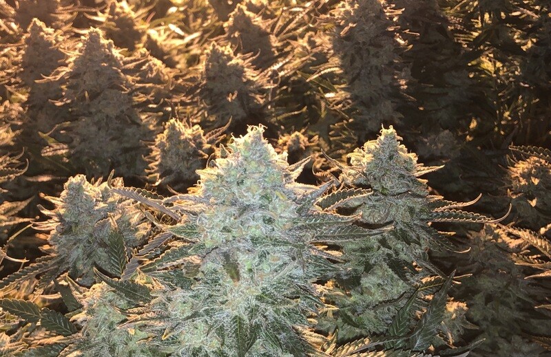 White Widow x Critical Feminized (5 Seeds)