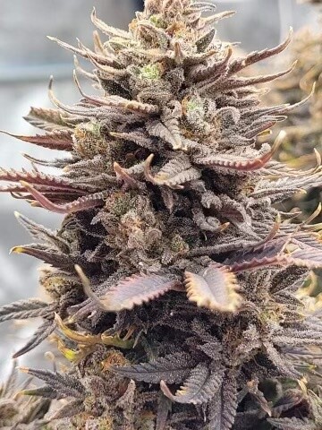 Do-Si-Dos (fast) Feminized (5 Seeds)