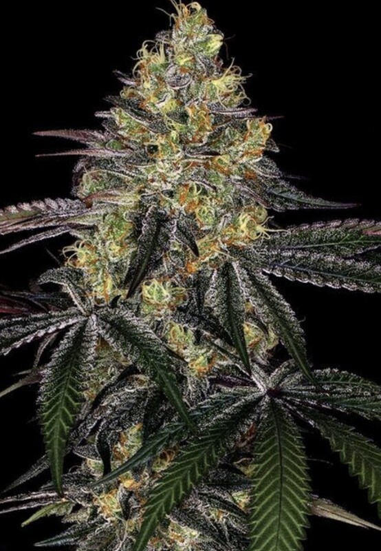 Watermelon Zkittlez Feminized  (5 Seeds)