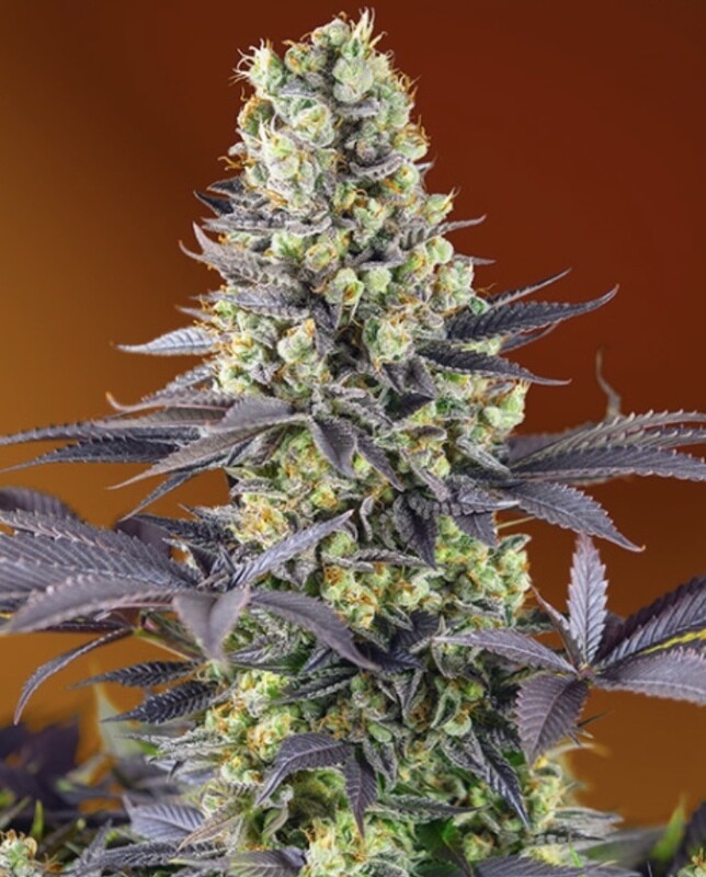 Banana Zkittlez Feminized (5 Seeds)