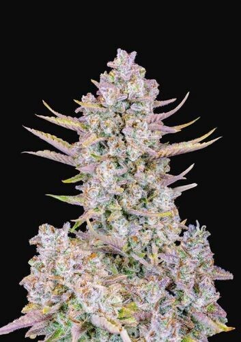 Purple Punch (Auto) Feminized 
(5 Seeds)