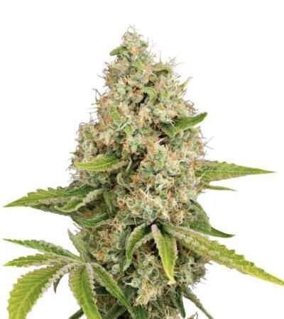 Lemon Kush Feminized (5 Seeds)
