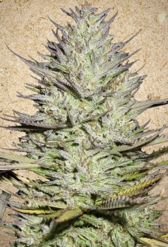 Grapefruit Feminized (5 Seeds)