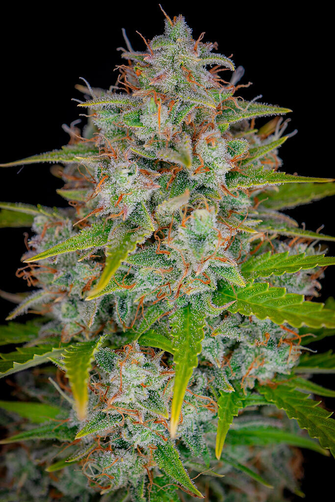 Orange Sherbet Auto Feminized (5 Seeds)