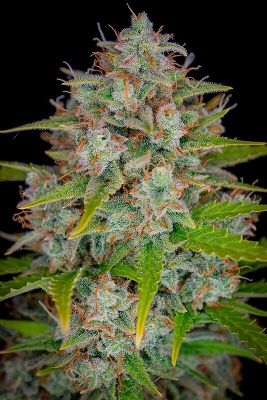 Orange Sherbet Auto Feminized (5 Seeds)