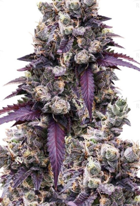 Wedding Gelato Feminized (5 Seeds)