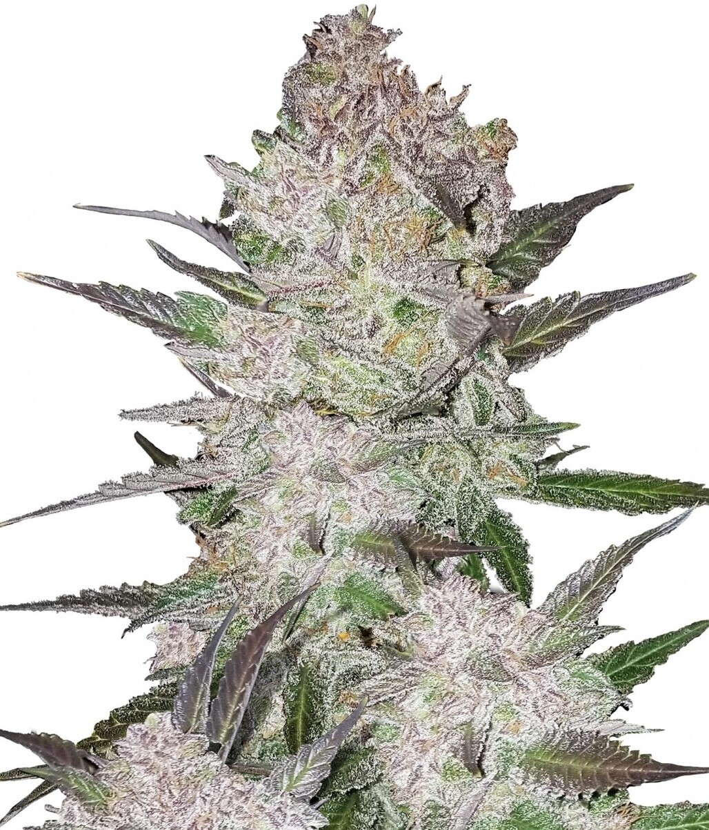 Cookies &amp; Cream (Auto) Feminized 
(5 Seeds)