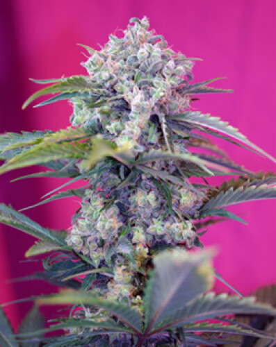 Cream Mandarine (Auto) Feminized (5 Seeds)