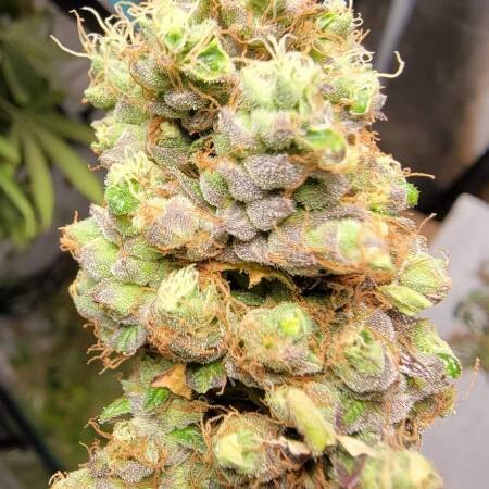 Tangerine Cookies Feminized (5 Seeds)