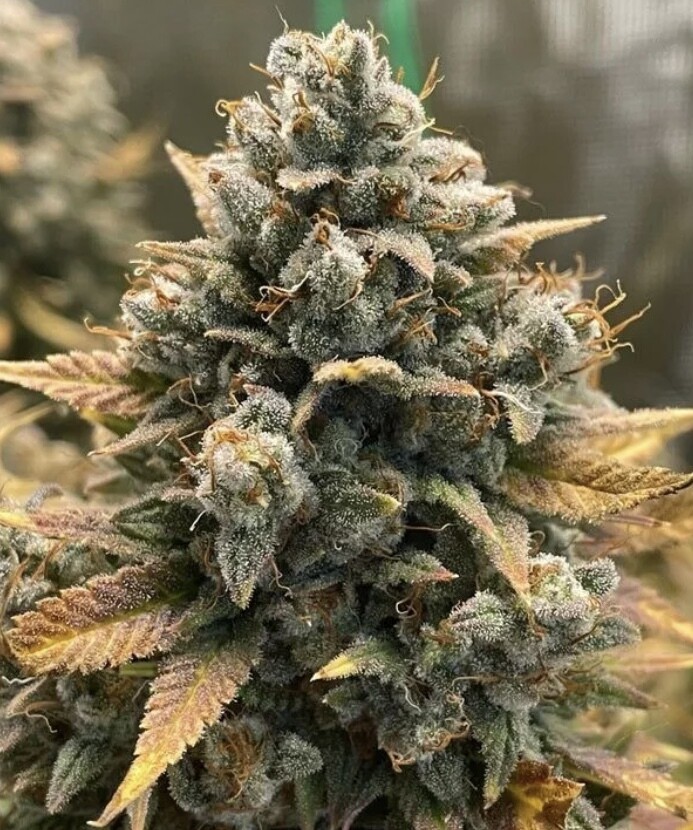 Godfather OG (Auto) Feminized (5 Seeds)