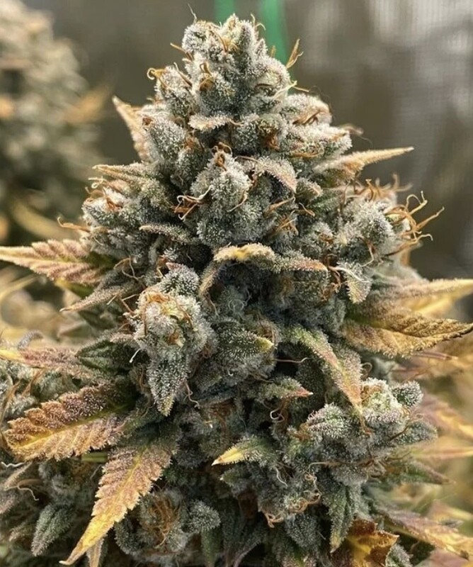 Godfather OG (Auto) Feminized (5 Seeds)