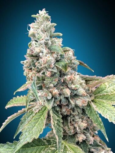 Harlequin CBD 40:1 Feminized 
(5 Seeds)