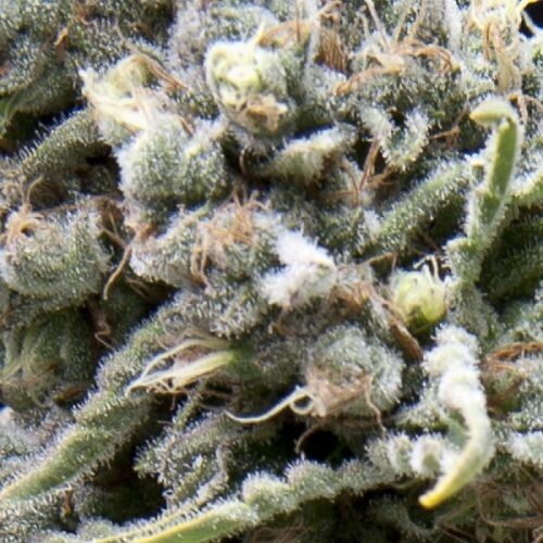 White Widow CBD 1:1 (Auto) Feminized (5 Seeds) White Widow CBD 1:1 (Auto) Feminized (5 Seeds)