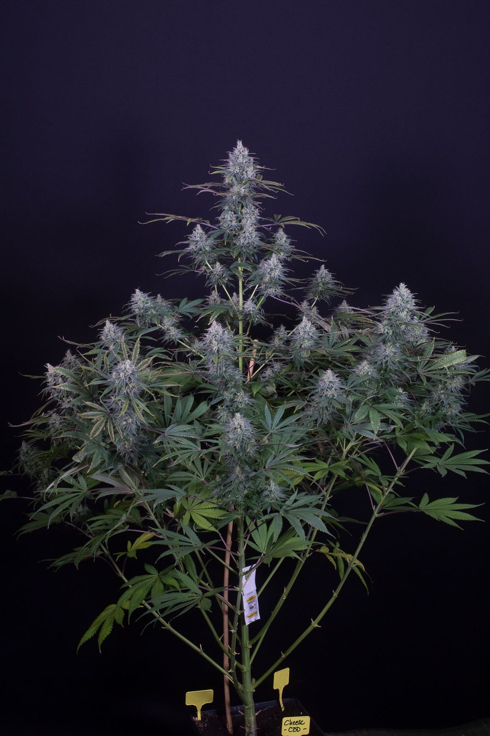Cheese CBD 1:1 Feminized (5 Seeds)