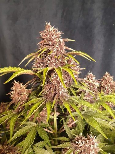 Kush CBD 30:1 (auto) Feminized 
(5 Seeds)