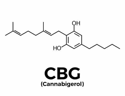 Hemp CBG 16% Feminized (5 Seeds)