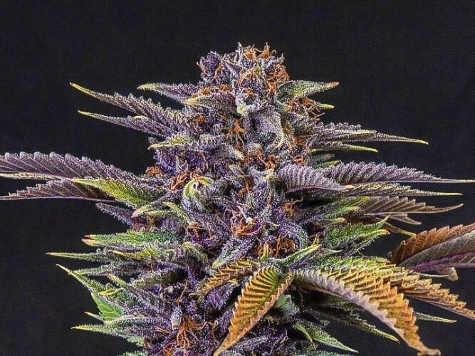 Forbidden Fruit Feminized (5 Seeds)