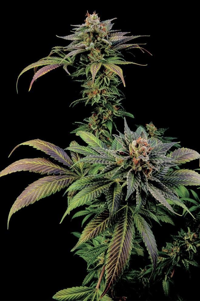 Blue Widow Feminized (5 Seeds)