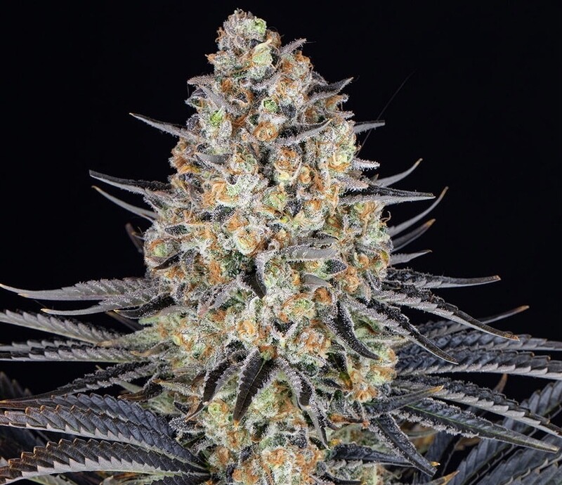LSD Feminized (5 Seeds)