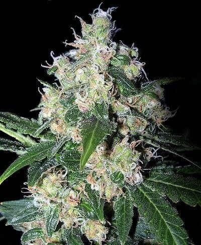 Velvet Bud Feminized (5 Seeds)